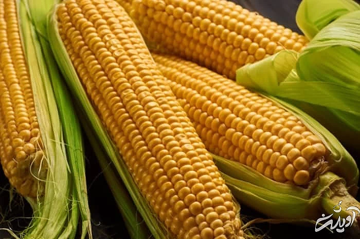 ضرر بلال در زمستان بلال